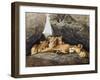 Lioness with Cubs-Harro Maass-Framed Giclee Print