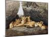 Lioness with Cubs-Harro Maass-Mounted Giclee Print