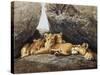 Lioness with Cubs-Harro Maass-Stretched Canvas