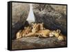 Lioness with Cubs-Harro Maass-Framed Stretched Canvas