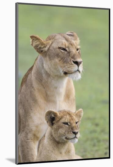 Lioness with its Female Cub, Standing Together, Side by Side-James Heupel-Mounted Photographic Print