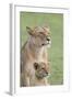 Lioness with its Female Cub, Standing Together, Side by Side-James Heupel-Framed Photographic Print