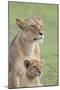 Lioness with its Female Cub, Standing Together, Side by Side-James Heupel-Mounted Premium Photographic Print