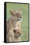 Lioness with its Female Cub, Standing Together, Side by Side-James Heupel-Framed Stretched Canvas