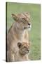 Lioness with its Female Cub, Standing Together, Side by Side-James Heupel-Stretched Canvas