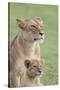 Lioness with its Female Cub, Standing Together, Side by Side-James Heupel-Stretched Canvas