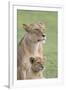 Lioness with its Female Cub, Standing Together, Side by Side-James Heupel-Framed Photographic Print