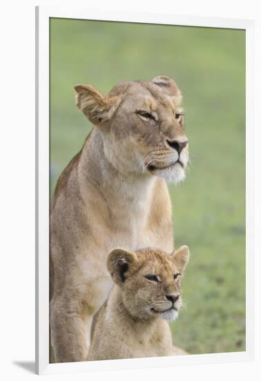 Lioness with its Female Cub, Standing Together, Side by Side-James Heupel-Framed Photographic Print