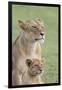 Lioness with its Female Cub, Standing Together, Side by Side-James Heupel-Framed Photographic Print