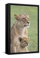 Lioness with its Female Cub, Standing Together, Side by Side-James Heupel-Framed Stretched Canvas