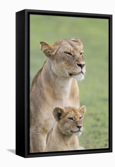 Lioness with its Female Cub, Standing Together, Side by Side-James Heupel-Framed Stretched Canvas