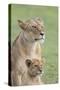 Lioness with its Female Cub, Standing Together, Side by Side-James Heupel-Stretched Canvas