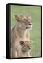 Lioness with its Female Cub, Standing Together, Side by Side-James Heupel-Framed Stretched Canvas