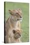 Lioness with its Female Cub, Standing Together, Side by Side-James Heupel-Stretched Canvas