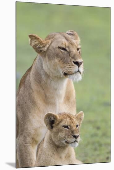 Lioness with its Female Cub, Standing Together, Side by Side-James Heupel-Mounted Premium Photographic Print