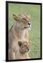 Lioness with its Female Cub, Standing Together, Side by Side-James Heupel-Framed Premium Photographic Print