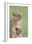 Lioness with its Female Cub, Standing Together, Side by Side-James Heupel-Framed Photographic Print