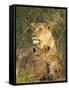 Lioness with Two Cubs (Panthera Leo), Masai Mara Game Reserve, Kenya, East Africa, Africa-James Hager-Framed Stretched Canvas