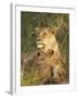 Lioness with Two Cubs (Panthera Leo), Masai Mara Game Reserve, Kenya, East Africa, Africa-James Hager-Framed Photographic Print