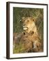 Lioness with Two Cubs (Panthera Leo), Masai Mara Game Reserve, Kenya, East Africa, Africa-James Hager-Framed Photographic Print