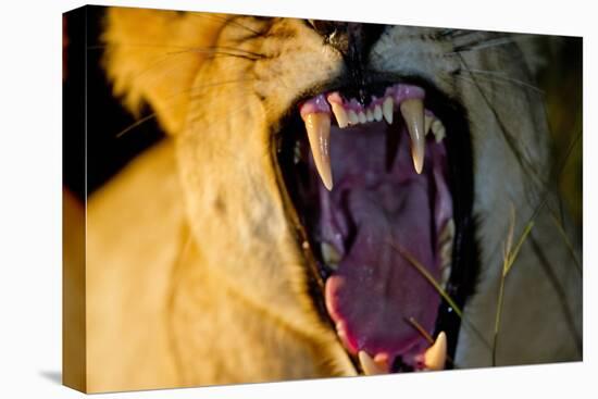 Lioness Yawning, Sabi Sabi Reserve, South Africa-Paul Souders-Stretched Canvas