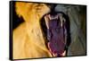 Lioness Yawning, Sabi Sabi Reserve, South Africa-Paul Souders-Framed Stretched Canvas