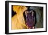 Lioness Yawning, Sabi Sabi Reserve, South Africa-Paul Souders-Framed Photographic Print