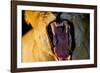 Lioness Yawning, Sabi Sabi Reserve, South Africa-Paul Souders-Framed Photographic Print