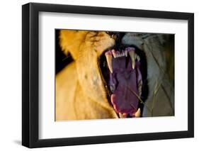 Lioness Yawning, Sabi Sabi Reserve, South Africa-Paul Souders-Framed Photographic Print