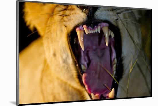 Lioness Yawning, Sabi Sabi Reserve, South Africa-Paul Souders-Mounted Photographic Print