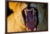 Lioness Yawning, Sabi Sabi Reserve, South Africa-Paul Souders-Framed Photographic Print