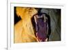 Lioness Yawning, Sabi Sabi Reserve, South Africa-Paul Souders-Framed Photographic Print