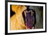 Lioness Yawning, Sabi Sabi Reserve, South Africa-Paul Souders-Framed Photographic Print