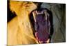 Lioness Yawning, Sabi Sabi Reserve, South Africa-Paul Souders-Mounted Photographic Print