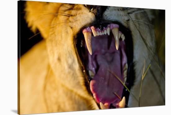Lioness Yawning, Sabi Sabi Reserve, South Africa-Paul Souders-Stretched Canvas
