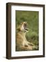 Lioness Yawning-null-Framed Photographic Print
