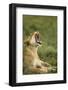 Lioness Yawning-null-Framed Photographic Print