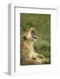 Lioness Yawning-null-Framed Photographic Print