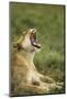 Lioness Yawning-null-Mounted Photographic Print