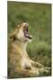 Lioness Yawning-null-Mounted Photographic Print