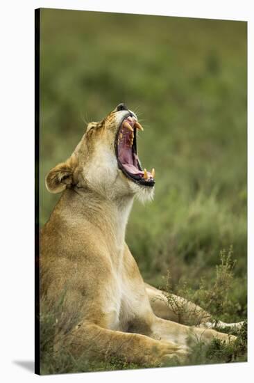 Lioness Yawning-null-Stretched Canvas