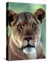 Lioness-Charles Sleicher-Stretched Canvas