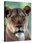 Lioness-Charles Sleicher-Stretched Canvas