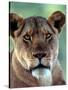 Lioness-Charles Sleicher-Stretched Canvas