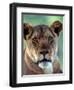 Lioness-Charles Sleicher-Framed Photographic Print