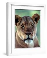 Lioness-Charles Sleicher-Framed Photographic Print