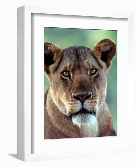 Lioness-Charles Sleicher-Framed Photographic Print