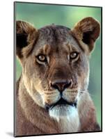 Lioness-Charles Sleicher-Mounted Photographic Print