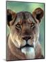 Lioness-Charles Sleicher-Mounted Photographic Print