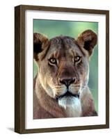 Lioness-Charles Sleicher-Framed Photographic Print